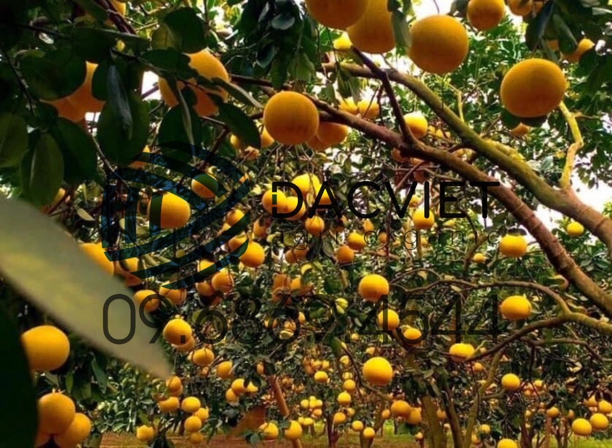 Vườn cam sử dụng phân hữu cơ Nhật