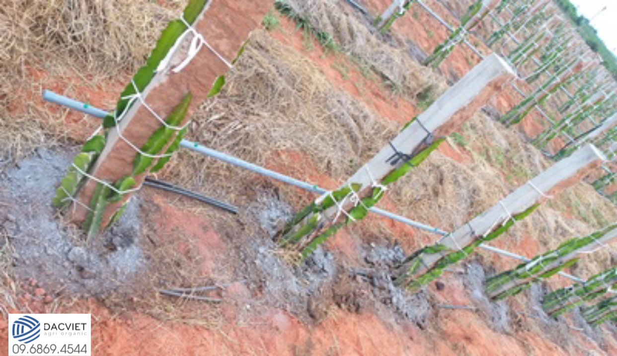 #31 [ Tro Phân Gà ] Tro Phân Gà PK là gì? Tại sao nên sử dụng Tro Phân Gà PK của Đắc Việt cho cây trồng?