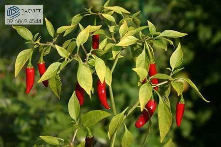 #2 [Cây Ớt] Một Số Loại Sâu Bệnh Hại Trên Cây Ớt Và Cách Phòng Trừ Khắc Phục