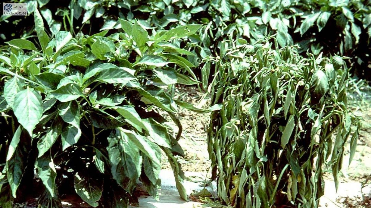 #2 [Cây Ớt] Một Số Loại Sâu Bệnh Hại Trên Cây Ớt Và Cách Phòng Trừ Khắc Phục