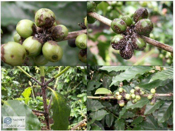 Các biện pháp chăm sóc và bón phân cho cà phê trong mùa mưa mang lại hiệu quả cao