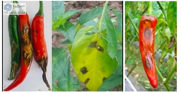 #2 [Cây Ớt] Một Số Loại Sâu Bệnh Hại Trên Cây Ớt Và Cách Phòng Trừ Khắc Phục