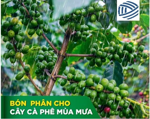 Hướng dẫn chăm sóc, bón phân cho cây cà phê ở từng giai đoạn