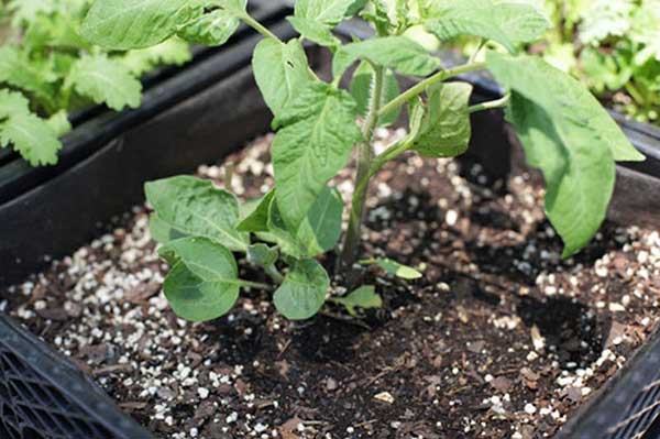 #21 [Vỏ trứng] Mách Bạn Cách Trồng Cà Tím Siêu Sai Trái Trên Sân Thượng