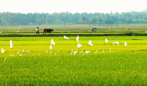 Những Câu Ca Dao Tục Ngữ Về Văn Hóa Sản Xuất Nông Nghiệp 