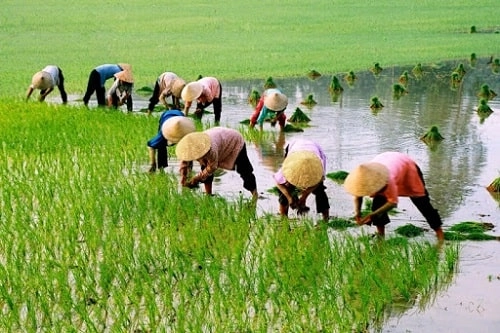 Những Câu Ca Dao Tục Ngữ Về Văn Hóa Sản Xuất Nông Nghiệp 