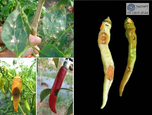 #2 [Cây Ớt] Một Số Loại Sâu Bệnh Hại Trên Cây Ớt Và Cách Phòng Trừ Khắc Phục