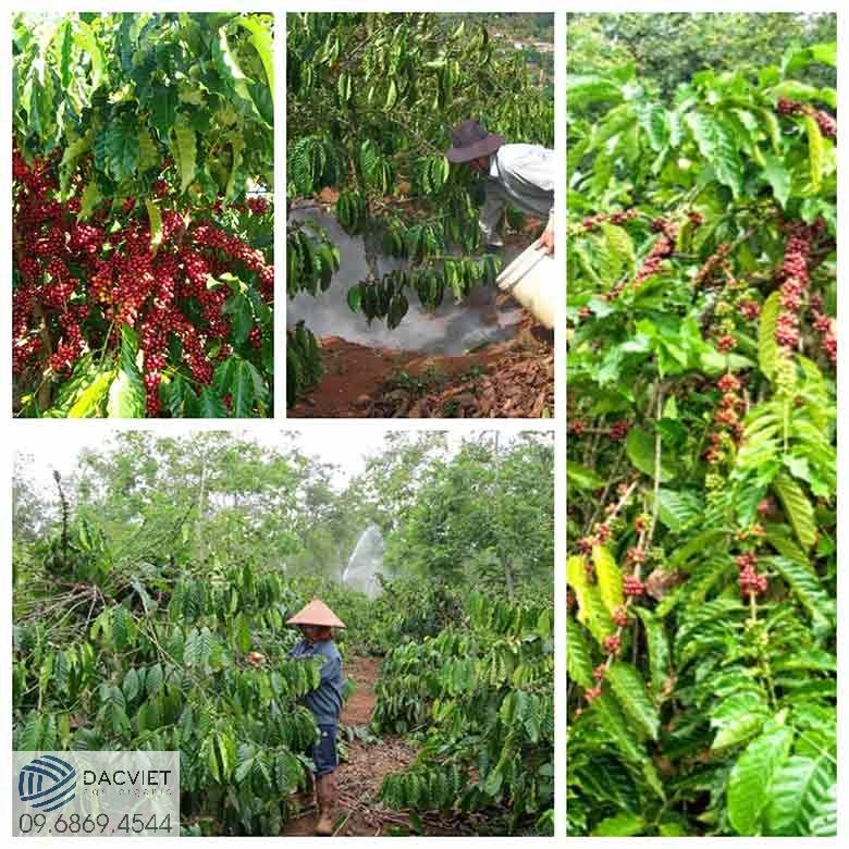 Hướng dẫn chăm sóc, bón phân cho cây cà phê ở từng giai đoạn