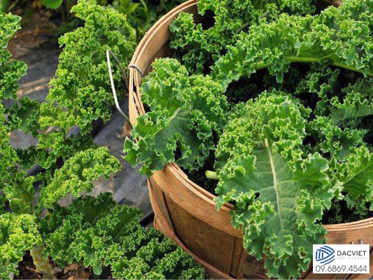#25 [Vỏ Trứng] Cải Xoăn Kale - Kinh nghiệm trồng và chăm sóc tươi tốt tại nhà