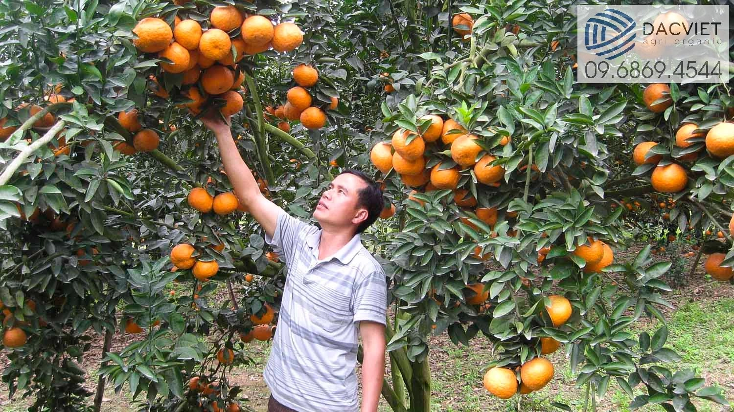 Quảng Trị Nâng cao hiệu quả kinh tế từ trồng cam sạch