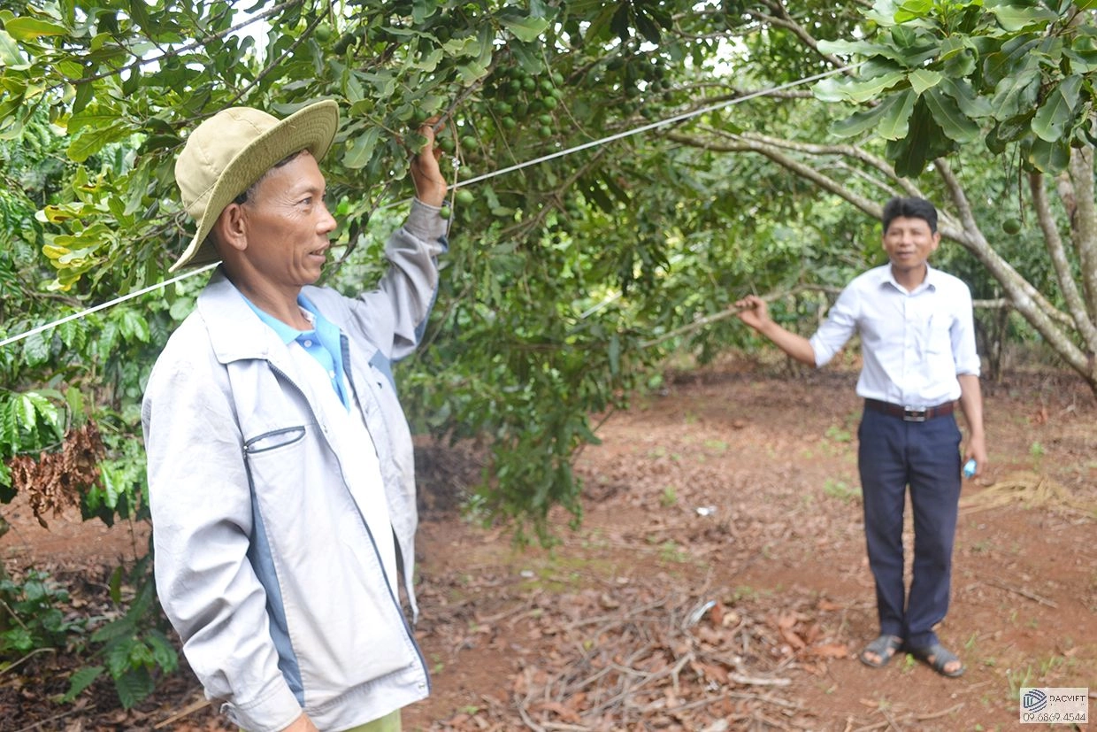 Tây Nguyên – Vùng Đất Thích Hợp Để Trồng Cây Mắc Ca Tại Việt Nam