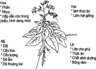 (Phần II) Hướng Dẫn Sử Dụng Đất Làm Nông Nghiệp Bền Vững