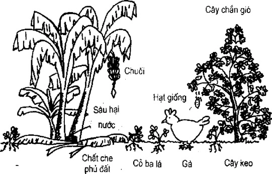 (Phần II) Hướng Dẫn Sử Dụng Đất Làm Nông Nghiệp Bền Vững