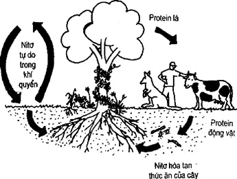 (Phần II) Hướng Dẫn Sử Dụng Đất Làm Nông Nghiệp Bền Vững