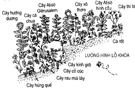 [Phần III] Hướng Dẫn Sử Dụng Đất Làm Nông Nghiệp Bền Vững