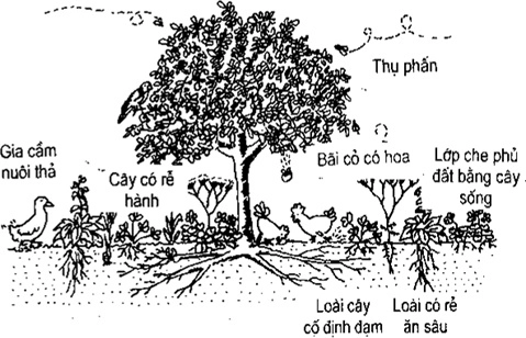 [Phần III] Hướng Dẫn Sử Dụng Đất Làm Nông Nghiệp Bền Vững