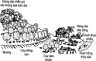 [Phần III] Hướng Dẫn Sử Dụng Đất Làm Nông Nghiệp Bền Vững