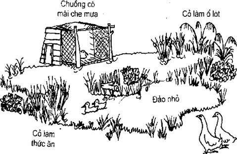 [Phần III] Hướng Dẫn Sử Dụng Đất Làm Nông Nghiệp Bền Vững
