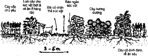 [Phần III] Hướng Dẫn Sử Dụng Đất Làm Nông Nghiệp Bền Vững