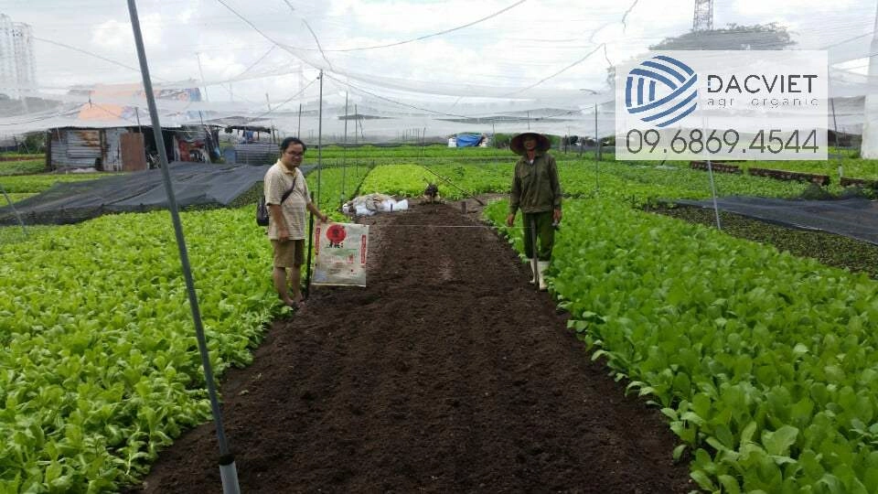 Kỹ sư Nhật tư vấn sử dụng phân hữu cơ Nhật