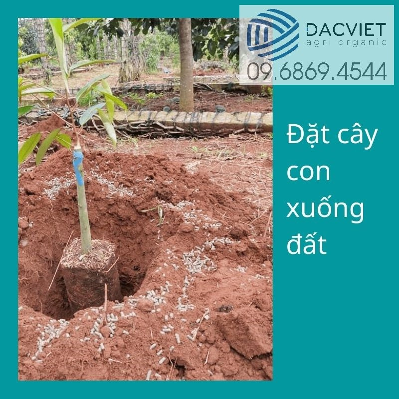 Kỹ Thuật Trồng, Chăm Sóc Cây Sầu Riêng Năm Đầu Tiên Và Quy Trình Bón Phân Hiệu Quả Đem Lại Giá Trị Kinh Tế Cao