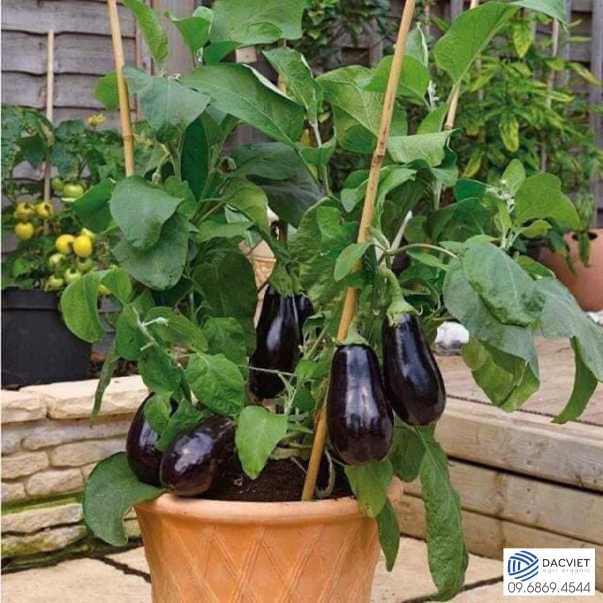 #21 [Vỏ trứng] Mách Bạn Cách Trồng Cà Tím Siêu Sai Trái Trên Sân Thượng