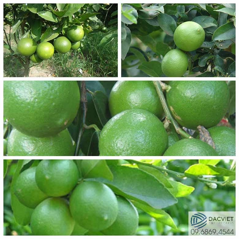 #1 [Cây Chanh] Quy Trình Kỹ Thuật Chăm Sóc Cây Chanh Bằng Phân Bón Hữu Cơ