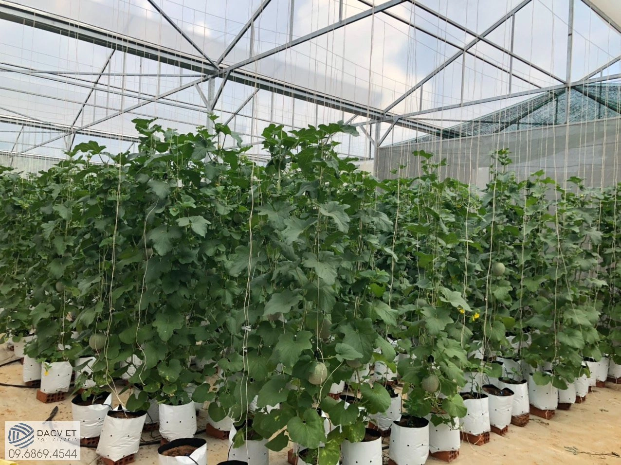 Kỹ Thuật Trồng Và Cách Bón Phân Hữu Cơ Cho Dưa Lưới Giúp Tăng Năng Suất