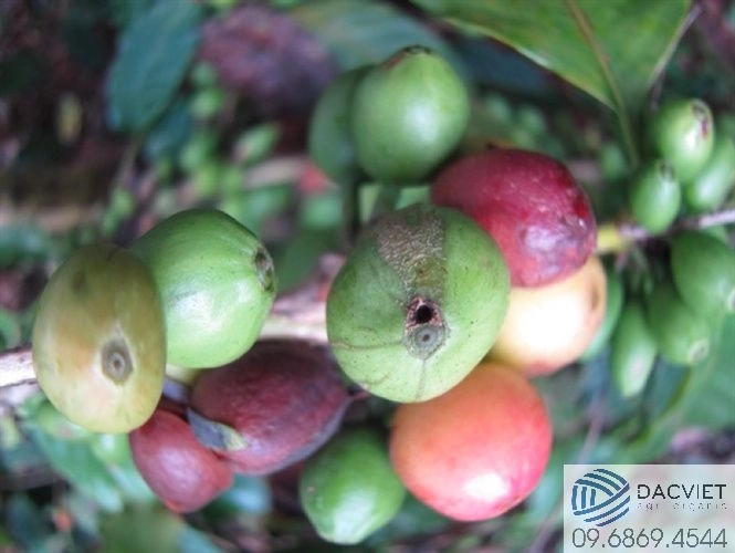 Các biện pháp chăm sóc và bón phân cho cà phê trong mùa mưa mang lại hiệu quả cao