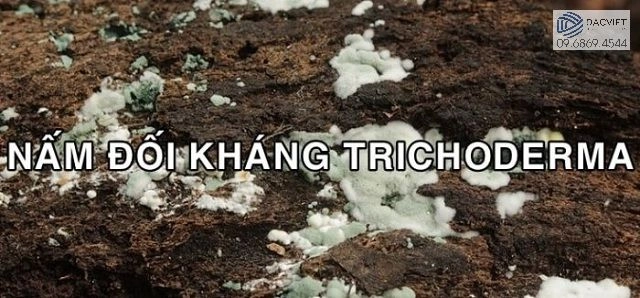 Nấm trichoderma là gì? Sử dụng nấm trichoderma trong canh tác hữu cơ