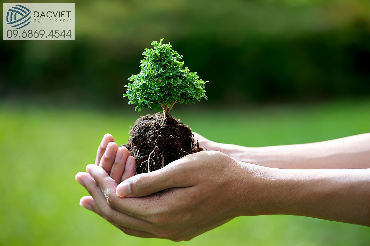 Làm Thế Nào Để Bón Phân Cân Đối Cho Cây Trồng Giúp Tăng Năng Suất