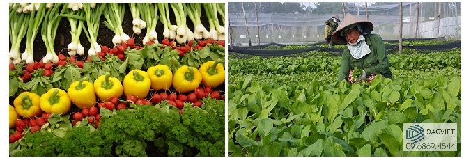 Làm Thế Nào Để Bón Phân Cân Đối Cho Cây Trồng Giúp Tăng Năng Suất