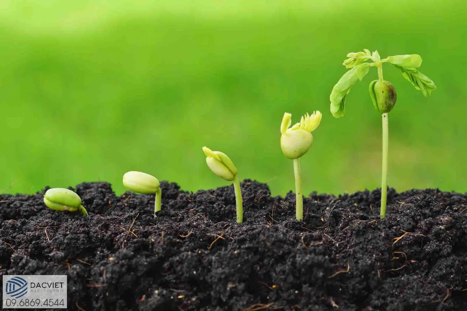 Làm Thế Nào Để Bón Phân Cân Đối Cho Cây Trồng Giúp Tăng Năng Suất