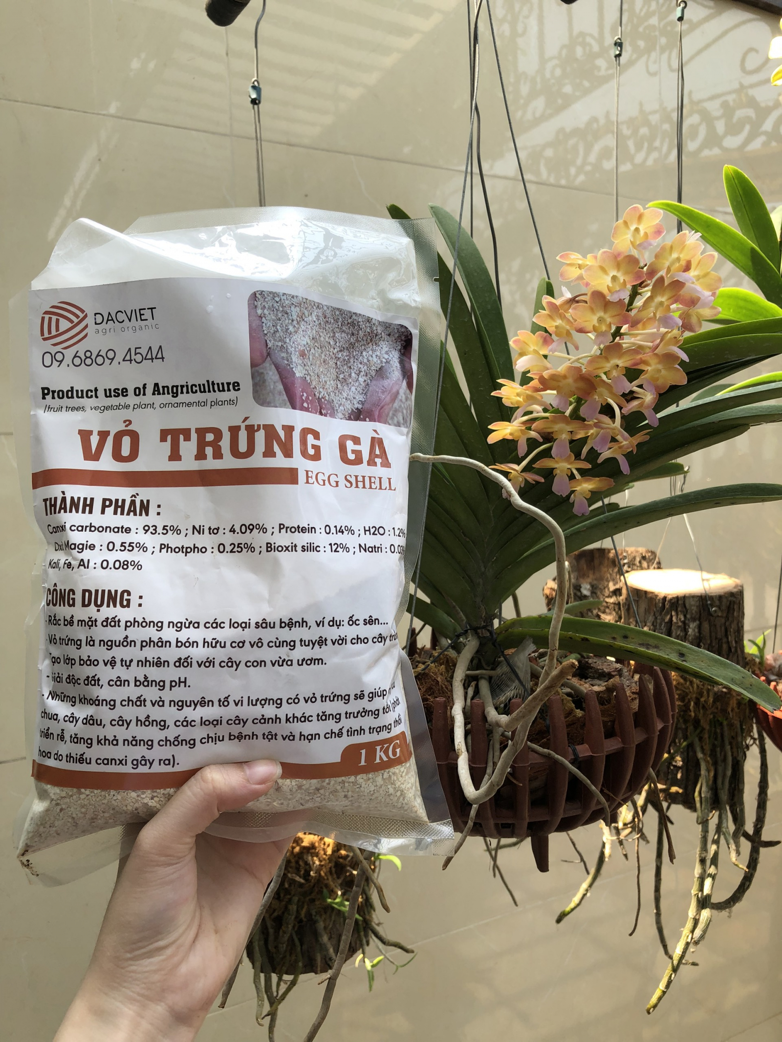 #22 [Vỏ trứng] Cách Trồng Dưa Gang Trong Chậu Tại Nhà & Trên Sân Thượng