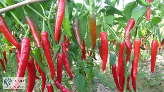 Kỹ Thuật Trồng Và Chăm Sóc Cây Ớt Theo Từng Thời Điểm