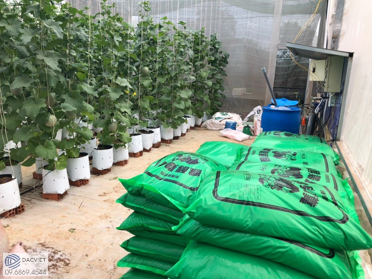 Kỹ Thuật Trồng Và Cách Bón Phân Hữu Cơ Cho Dưa Lưới Giúp Tăng Năng Suất