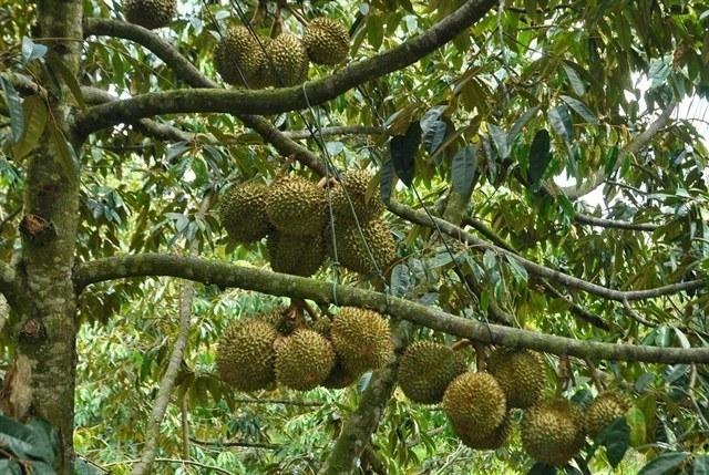 Bệnh xì mủ chảy nhựa (Phytopthora) và Bệnh cháy lá, chết đọt (Rhizoctonia solani Kuhn) trên cây sầu riêng