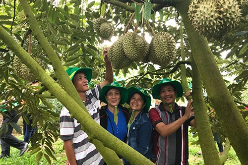 Kỹ Thuật Trồng, Chăm Sóc Cây Sầu Riêng Năm Đầu Tiên Và Quy Trình Bón Phân Hiệu Quả Đem Lại Giá Trị Kinh Tế Cao