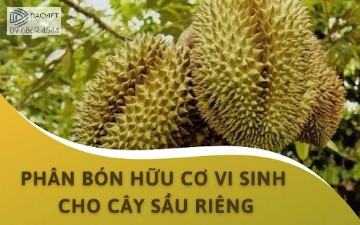 Các Bước Phục Hồi Cho Sầu Riêng Sau Khi Thu Hoạch Hiệu Quả