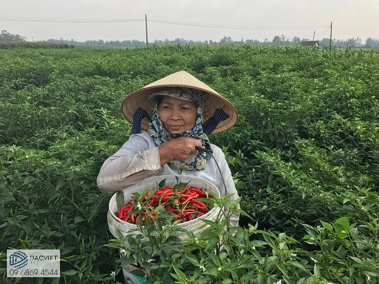 Kỹ Thuật Trồng Và Chăm Sóc Cây Ớt Đảm Bảo Tăng Năng Suất Và Chất Lượng