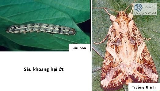 #2 [Cây Ớt] Một Số Loại Sâu Bệnh Hại Trên Cây Ớt Và Cách Phòng Trừ Khắc Phục