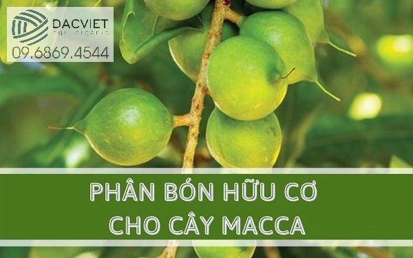 Sử Dụng Phân Gà Hữu Cơ Nhật Cho Cây Mắc Ca Ở Thời Điểm Nào Tốt Nhất Giúp Tăng Năng Suất Và Chất Lượng Quả