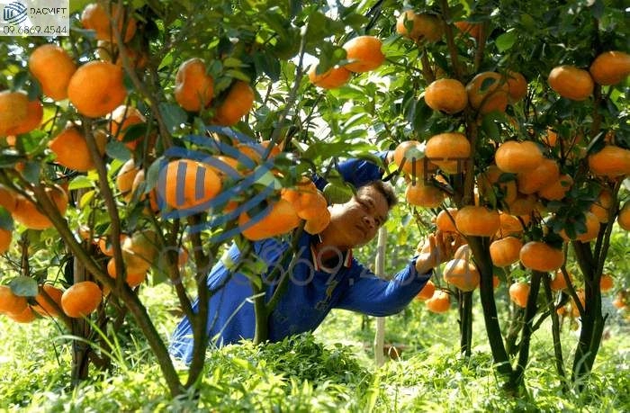 Sử dụng phân hữu cơ cho cây cam ở thời điểm nào tốt nhất giúp tăng năng suất và chất lượng quả