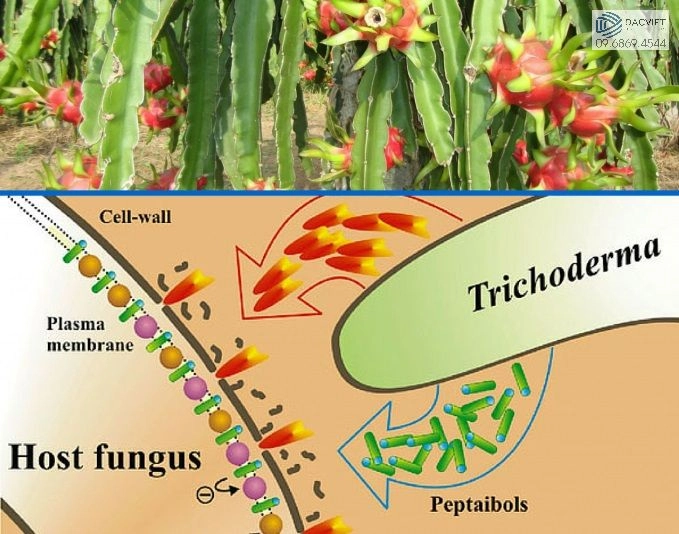 Nấm trichoderma là gì? Sử dụng nấm trichoderma trong canh tác hữu cơ
