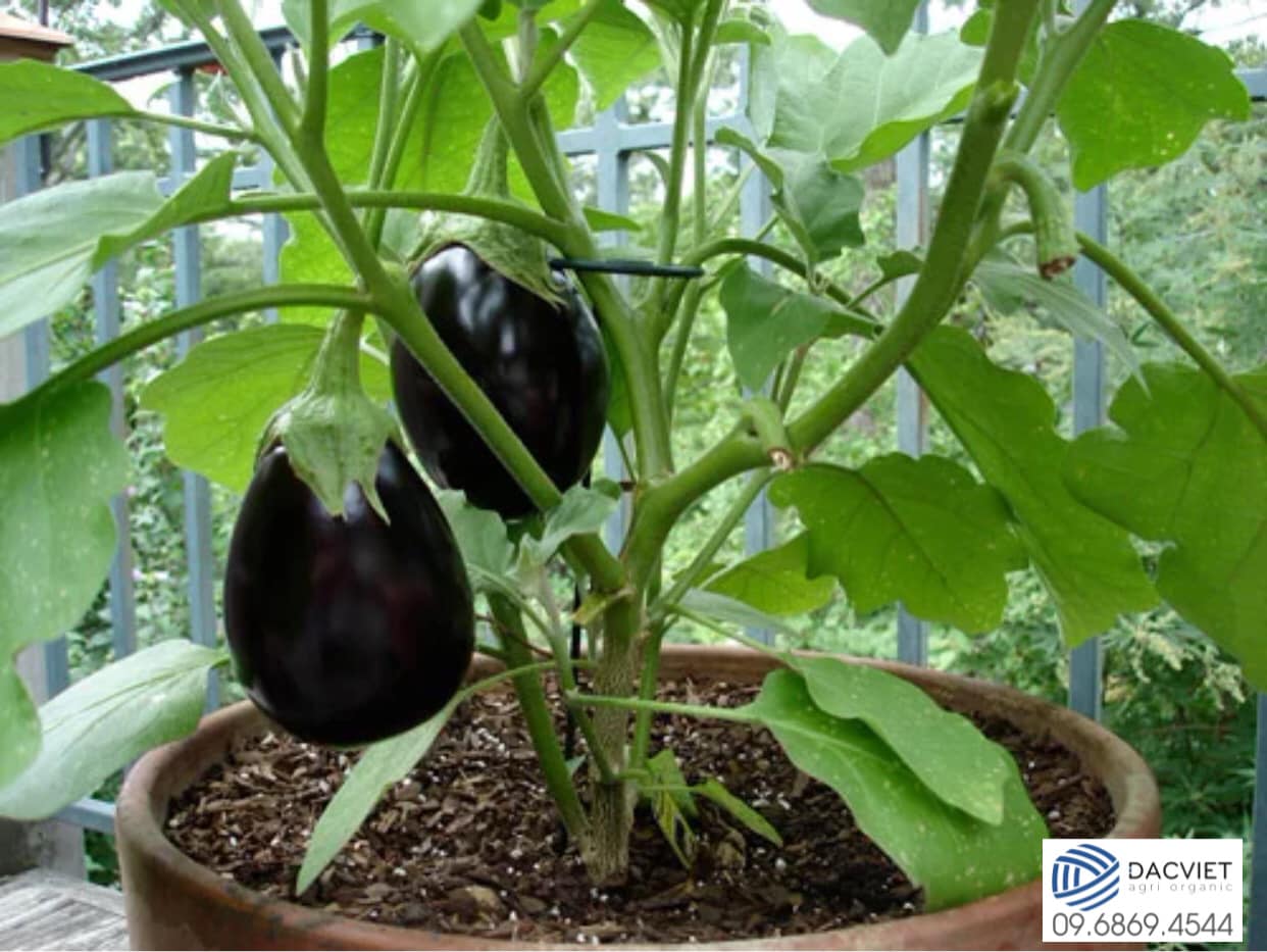 #21 [Vỏ trứng] Mách Bạn Cách Trồng Cà Tím Siêu Sai Trái Trên Sân Thượng