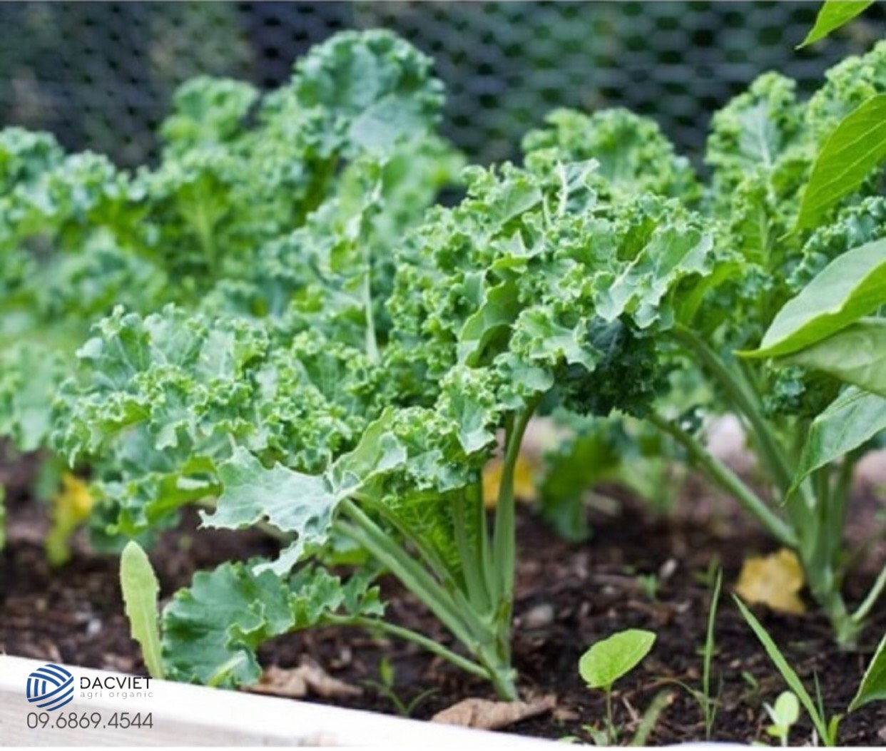 #25 [Vỏ Trứng] Cải Xoăn Kale - Kinh nghiệm trồng và chăm sóc tươi tốt tại nhà