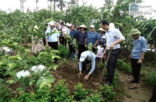 #1 [Cây Ổi] Kỹ Thuật Trồng Ổi Bằng Phân Gà Hữu Cơ Giúp Tăng Năng Suất Và Chất Lượng Quả