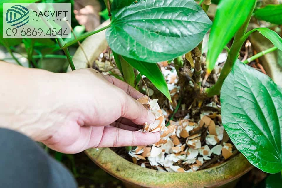Vỏ Trứng Gà Trồng Cây