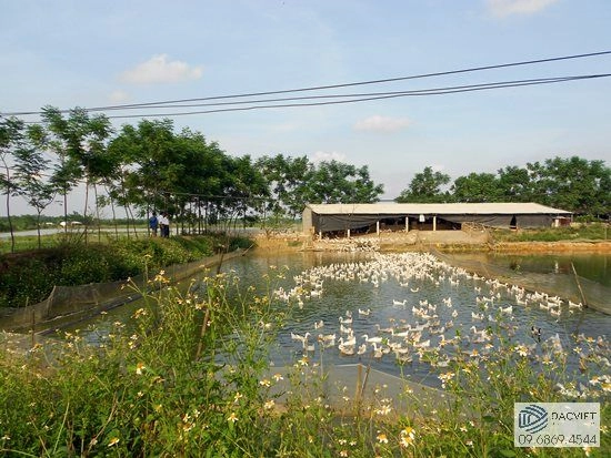 Phát Triển Nông Nghiệp Bền Vững Từ Mô Hình Vườn – Ao – Chuồng (VAC) Đem Đến Hiệu Quả Kinh Tế Cao