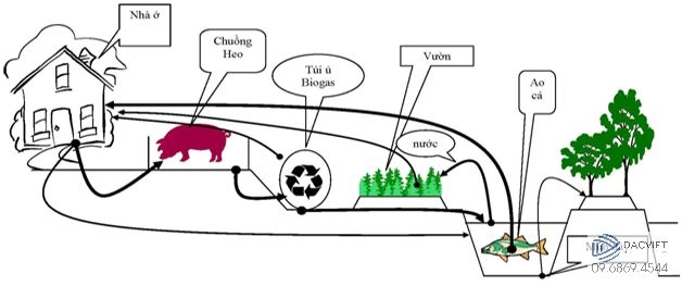 Phát Triển Nông Nghiệp Bền Vững Từ Mô Hình Vườn – Ao – Chuồng (VAC) Đem Đến Hiệu Quả Kinh Tế Cao